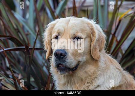 Porträts der reinen Rasse Golden Retriever Hunde Stockfoto