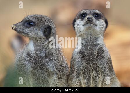 Erdmännchen (Suricata Suricatta), gefangen Stockfoto