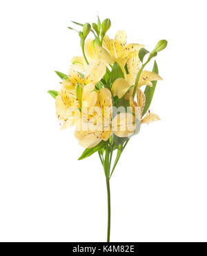 Gelbe Alstroemeria isoliert auf weißem Hintergrund. Stockfoto