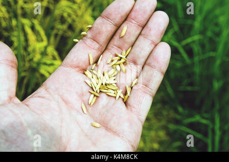 Reis auf einer Hand Stockfoto
