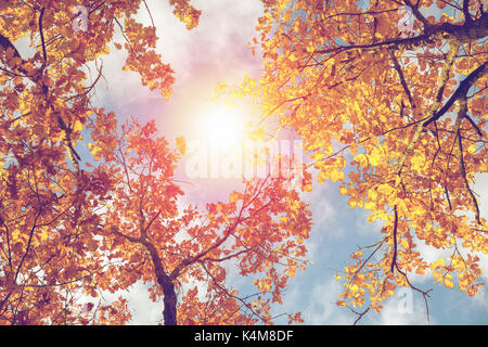 Bunte Blätter im Herbst gegen den blauen Himmel. Getonten Bild Stockfoto