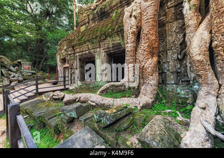 Ta Prohm Tempel in Baumwurzeln abgedeckt, Angkor Wat, Kambodscha Stockfoto