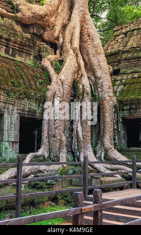 Ta Prohm Tempel in Baumwurzeln abgedeckt, Angkor Wat, Kambodscha Stockfoto