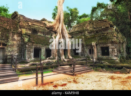 Ta Prohm Tempel in Baumwurzeln abgedeckt, Angkor Wat, Kambodscha Stockfoto