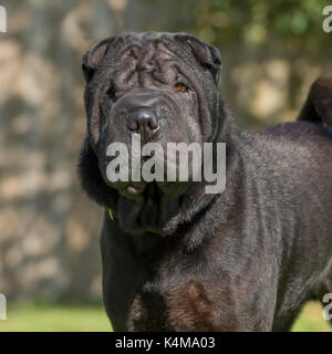 Sharpei Stockfoto