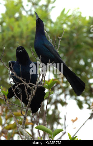 Boot Tailed Grackle, Quiscalus major, Florida Everglades, USA, Mann, Paar im Baum Stockfoto