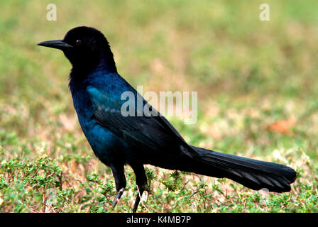 Boot Tailed Grackle, Quiscalus major, Florida Everglades, USA, männlich Stockfoto