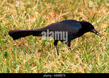 Boot Tailed Grackle, Quiscalus major, Florida Everglades, USA, männlich Stockfoto