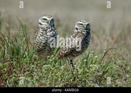 Grabende Eule, Athene cunicularia, Paar am Nest, Florida, männlich und weiblich. Stockfoto