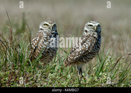 Grabende Eule, Athene cunicularia, Paar am Nest, Florida, männlich und weiblich. Stockfoto