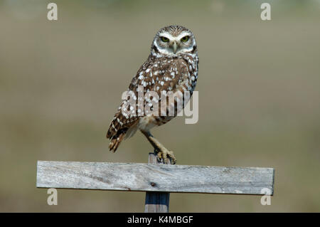 Grabende Eule, Athene cunicularia, auf Post, Florida, USA. Stockfoto