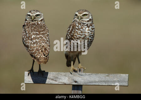 Grabende Eule, Athene cunicularia, Paar auf Post, Florida, männlich und weiblich. Stockfoto