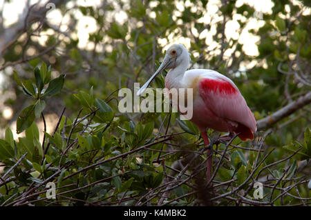 Rosalöffler Ajaia ajaja, am Nest, Florida Everglades, Rosa. Stockfoto