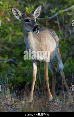 Florida Key Deer, Odocoileous virginianus clavium, kleinste Hirsch von Nordamerika, Key West, zu weiß Schwanz Rehe ergänzende Stockfoto