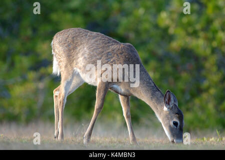 Florida Key Deer, Odocoileous virginianus clavium, kleinste Hirsch von Nordamerika, Key West, zu weiß Schwanz Rehe ergänzende Stockfoto