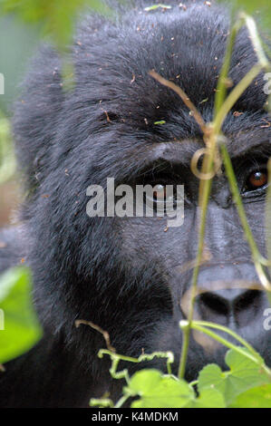 Ein silverback Mountain Gorilla schaut neugierig in die Kamera im Bwindi Nationalpark, Uganda Stockfoto