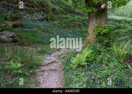 Woodland Pfad in der Nähe Beddgelert in Snowdonia, North Wales an einem Frühlingstag. Stockfoto