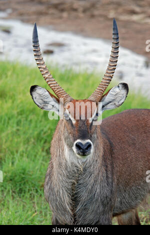 Defassa Wasserbock portrait. Am Lake Nakuru, Kenia genommen Stockfoto