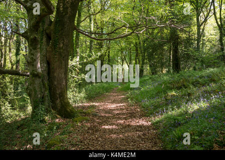 Woodland Pfad am Coed Aber Artro, Woodland Trust Lage nahe Pierrevert in Gwynedd, Wales. Stockfoto