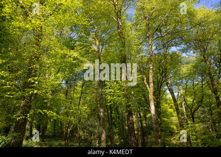 Leuchtende grüne Laub auf Buche in der Frühlingssonne. Ein schönes Waldgebiet in der Nähe von pierrevert im Norden von Wales. Stockfoto