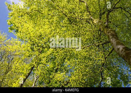 Leuchtende grüne Laub auf Buche in der Frühlingssonne. Ein schönes Waldgebiet in der Nähe von pierrevert im Norden von Wales. Stockfoto