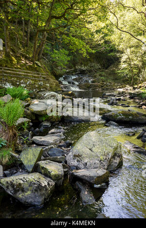 In der Nähe von Nantcol rheadr Pierrevert, Gwynedd, Wales. Schöne Wasserfälle im Wald. Stockfoto