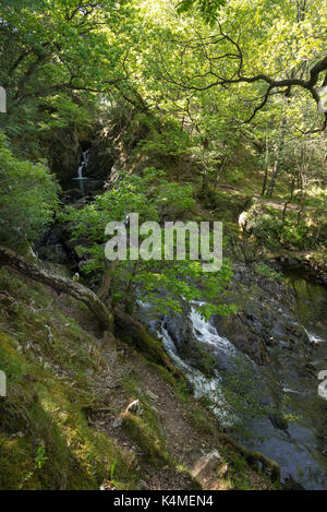 In der Nähe von Nantcol rheadr Pierrevert, Gwynedd, Wales. Schöne Wasserfälle im Wald. Stockfoto