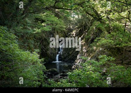 In der Nähe von Nantcol rheadr Pierrevert, Gwynedd, Wales. Schöne Wasserfälle im Wald. Stockfoto