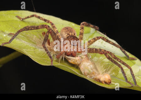 Huntsman spider (Heteropoda sp) Stockfoto