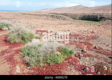 Robuste Strauch, Traganum moquinii, & Rot sukkulente Pflanzen, Landschaft Blick auf Los Molinos, Fuerteventura, Kanarische Inseln, Spanien, Chenopodiaceae Familie. pr Stockfoto