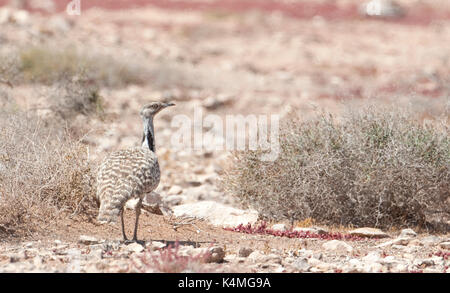 Houbara Bustard, Chlamydotis undulata fuertaventurae, Tindaya, Fuerteventura, Kanarische Inseln, Spanien, auf dem Spanischen Vogel Rote Liste gefährdeter Stockfoto