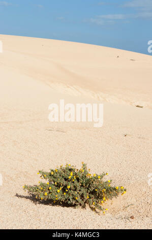 Besen, Fabaceae sp, auf Sanddünen, Corralejo Dunes National Park (Parque Natural de las Dunas de Corralejo), Fuerteventura, Kanarische Inseln, Spanien Stockfoto
