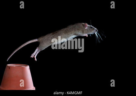 Braune Ratte Rattus norvegicus, Kent GROSSBRITANNIEN, springt von Blumentopf, Springen, Gartenhaus, high speed fotografische Technik, Natur, Stockfoto