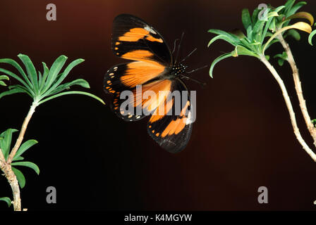 Spötter Schwalbenschwanz Schmetterling, Papilio dardanus, Flug, Fliegen, high speed fotografische Technik, weiblich, mimetische Form der ungenießbar danaidae aber Stockfoto