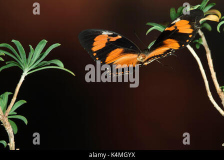 Spötter Schwalbenschwanz Schmetterling, Papilio dardanus, Flug, Fliegen, high speed fotografische Technik, weiblich, mimetische Form der ungenießbar danaidae aber Stockfoto