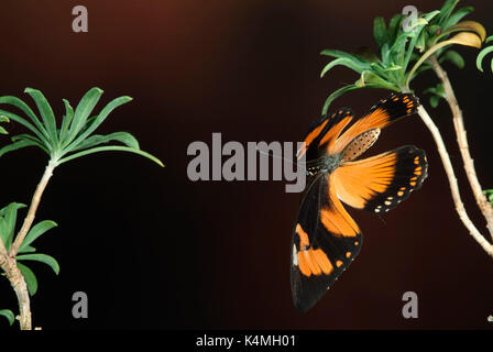 Spötter Schwalbenschwanz Schmetterling, Papilio dardanus, Flug, Fliegen, high speed fotografische Technik, weiblich, mimetische Form der ungenießbar danaidae aber Stockfoto