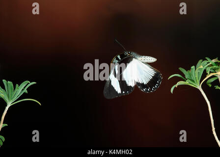 Spötter Schwalbenschwanz Schmetterling, Papilio dardanus, Flug, Fliegen, high speed fotografische Technik, weiblich, mimetische Form der ungenießbar danaidae aber Stockfoto