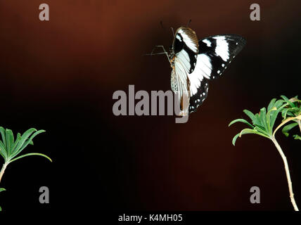 Spötter Schwalbenschwanz Schmetterling, Papilio dardanus, Flug, Fliegen, high speed fotografische Technik, weiblich, mimetische Form der ungenießbar danaidae aber Stockfoto