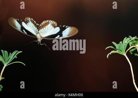 Spötter Schwalbenschwanz Schmetterling, Papilio dardanus, Flug, Fliegen, high speed fotografische Technik, weiblich, mimetische Form der ungenießbar danaidae aber Stockfoto