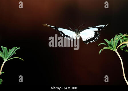 Spötter Schwalbenschwanz Schmetterling, Papilio dardanus, Flug, Fliegen, high speed fotografische Technik, weiblich, mimetische Form der ungenießbar danaidae aber Stockfoto