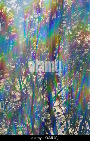 Buntes Licht streifen durch Pine Tree Branches abstrakte irisierende Reflexionen. Vintage Prisma filter Lens Flare. Stockfoto