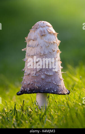 Shaggy Ink Cap Pilz im August in Brightwater Gärten, Saxby, Lincolnshire, Großbritannien. Sommer, August 2017. Die Royal Horticultural Society Partner Garten. Stockfoto