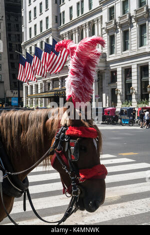 Kutschenpferd mit roter Plume vor dem Plaza, Fifth Avenue, NYC, USA Stockfoto