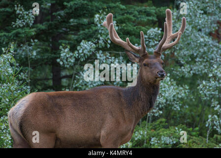 Bull Elk mit samt Geweih im Jasper Nationalpark, UNESCO-Weltkulturerbe, Alberta, Kanada, Nordamerika abgedeckt Stockfoto