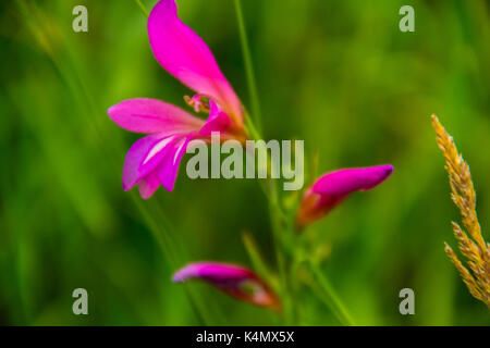 Landschaft der französischen Alpen. Stockfoto