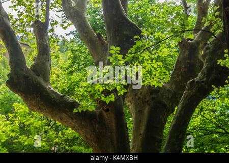 Landschaft der französischen Alpen. Stockfoto