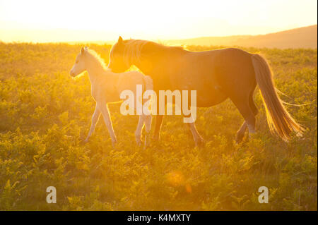 Welsh Ponys und Fohlen auf dem Mynydd Epynt Moorland, Powys, Wales, Vereinigtes Königreich, Europa Stockfoto