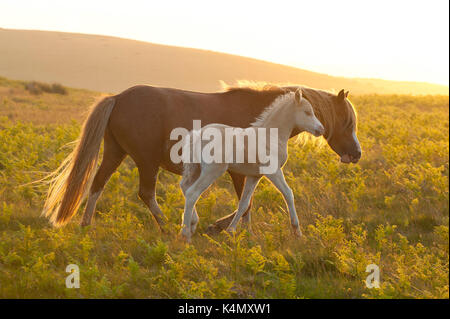 Welsh Ponys und Fohlen auf dem Mynydd Epynt Moorland, Powys, Wales, Vereinigtes Königreich, Europa Stockfoto