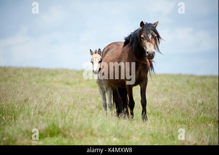 Welsh Ponys und Fohlen auf dem Mynydd Epynt Moorland, Powys, Wales, Vereinigtes Königreich, Europa Stockfoto