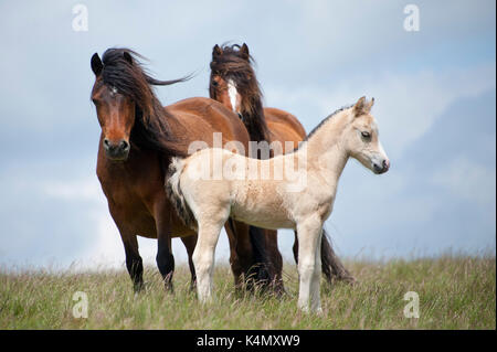 Welsh Ponys und Fohlen auf dem Mynydd Epynt Moorland, Powys, Wales, Vereinigtes Königreich, Europa Stockfoto